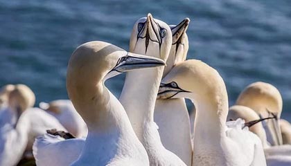 米乐下载：让你的娱乐生活更精彩