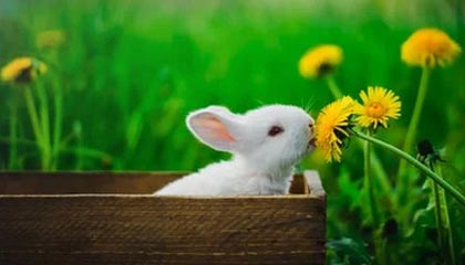 开云体育官网-hth华体会官网：信任、体验与成长的软文之旅